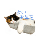 モコちゃんスタンプ⭐︎（個別スタンプ：40）