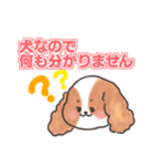 いぬはちゃんスタンプ（個別スタンプ：16）
