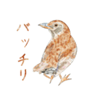 鳥たちの楽園2（個別スタンプ：30）