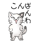猫大好き！（大）その52（個別スタンプ：3）