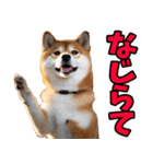 新潟弁☆柴犬（個別スタンプ：1）