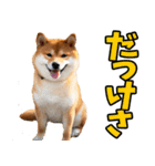 新潟弁☆柴犬（個別スタンプ：2）
