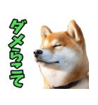 新潟弁☆柴犬（個別スタンプ：4）