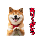 新潟弁☆柴犬（個別スタンプ：5）