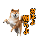 新潟弁☆柴犬（個別スタンプ：6）