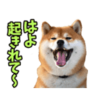 新潟弁☆柴犬（個別スタンプ：7）