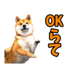 新潟弁☆柴犬（個別スタンプ：8）