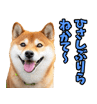 新潟弁☆柴犬（個別スタンプ：9）