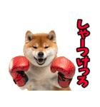 新潟弁☆柴犬（個別スタンプ：10）