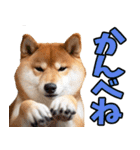 新潟弁☆柴犬（個別スタンプ：11）
