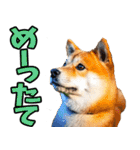 新潟弁☆柴犬（個別スタンプ：12）