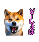 新潟弁☆柴犬（個別スタンプ：13）