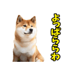 新潟弁☆柴犬（個別スタンプ：14）