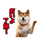 新潟弁☆柴犬（個別スタンプ：15）