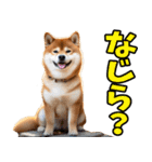 新潟弁☆柴犬（個別スタンプ：16）