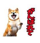 新潟弁☆柴犬（個別スタンプ：17）