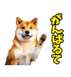 新潟弁☆柴犬（個別スタンプ：18）