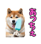 新潟弁☆柴犬（個別スタンプ：19）