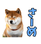 新潟弁☆柴犬（個別スタンプ：20）