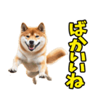 新潟弁☆柴犬（個別スタンプ：21）