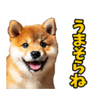 新潟弁☆柴犬（個別スタンプ：23）