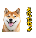 新潟弁☆柴犬（個別スタンプ：24）