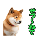 新潟弁☆柴犬（個別スタンプ：26）