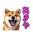新潟弁☆柴犬（個別スタンプ：27）