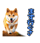 新潟弁☆柴犬（個別スタンプ：32）