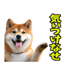 新潟弁☆柴犬（個別スタンプ：33）