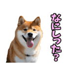 新潟弁☆柴犬（個別スタンプ：34）
