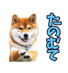 新潟弁☆柴犬（個別スタンプ：35）