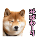 新潟弁☆柴犬（個別スタンプ：36）