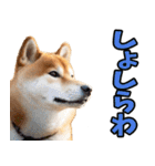 新潟弁☆柴犬（個別スタンプ：37）