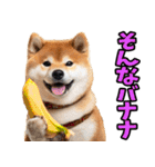 新潟弁☆柴犬（個別スタンプ：38）