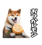 新潟弁☆柴犬（個別スタンプ：39）
