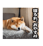 新潟弁☆柴犬（個別スタンプ：40）