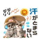 夏 猛暑 酷暑♡コアラとネコ（個別スタンプ：20）