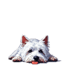 無言でウェストハイランドホワイトテリア（個別スタンプ：10）