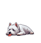 無言でウェストハイランドホワイトテリア（個別スタンプ：15）