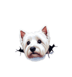 無言でウェストハイランドホワイトテリア（個別スタンプ：39）