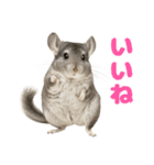 チンチラが伝えるMOFUな日常（個別スタンプ：2）