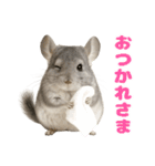 チンチラが伝えるMOFUな日常（個別スタンプ：4）