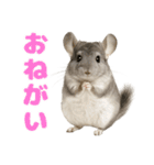 チンチラが伝えるMOFUな日常（個別スタンプ：5）