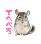 チンチラが伝えるMOFUな日常（個別スタンプ：6）