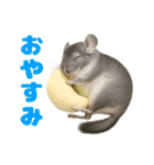 チンチラが伝えるMOFUな日常（個別スタンプ：12）
