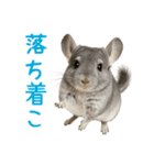 チンチラが伝えるMOFUな日常（個別スタンプ：15）