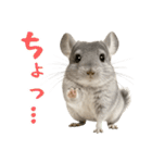 チンチラが伝えるMOFUな日常（個別スタンプ：16）