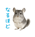 チンチラが伝えるMOFUな日常（個別スタンプ：17）