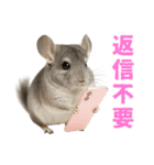 チンチラが伝えるMOFUな日常（個別スタンプ：19）